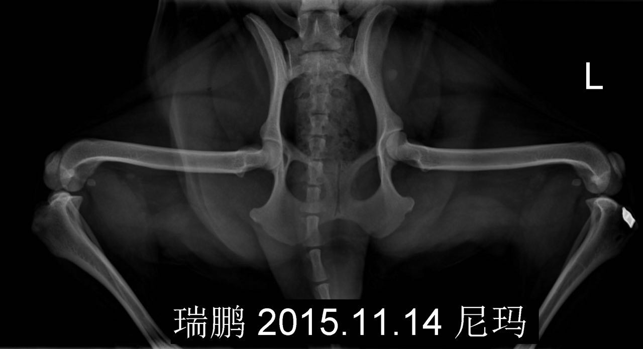 髌骨内脱囊外固定