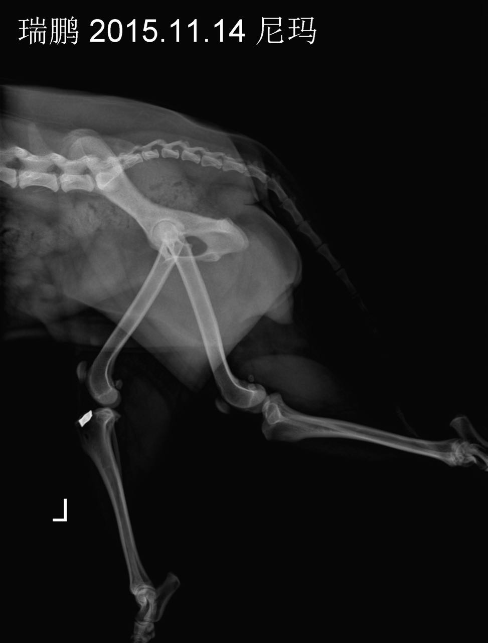 髌骨内脱囊外固定