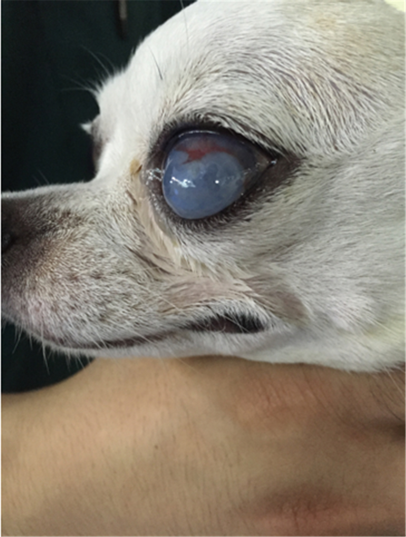 华南首例角膜热成形术治疗犬大疱性角膜炎