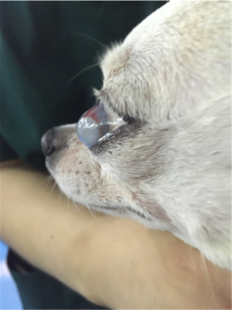 华南首例角膜热成形术治疗犬大疱性角膜炎
