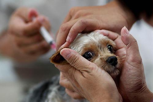 带狗狗打狂犬疫苗需要注意什么？