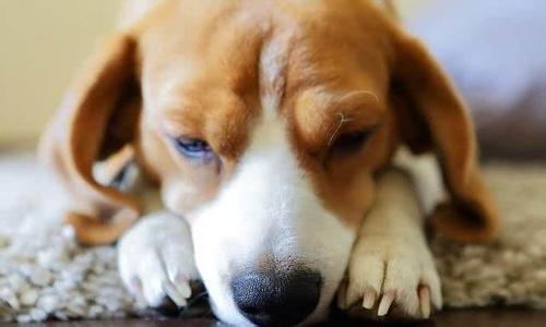 狗狗检查出有细小感染，可以自己在家治疗吗？