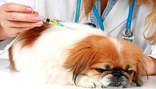 为什么宠物打了疫苗仍生病