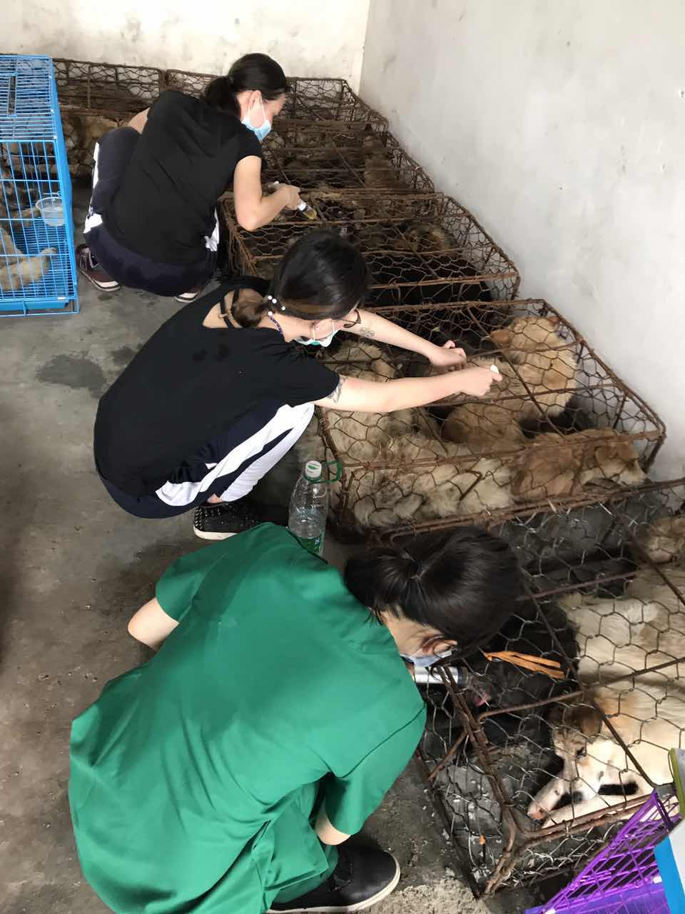 广州619救狗事件急征医疗志愿者，拯救1200只生灵!