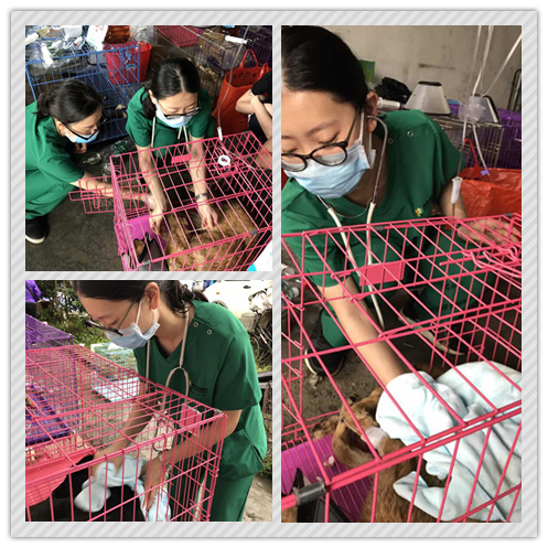 广州619救狗事件急征医疗志愿者，拯救1200只生灵!
