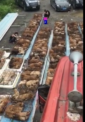 广州619救狗事件急征医疗志愿者，拯救1200只生灵！