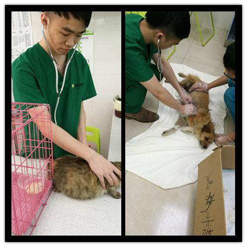 广州619救狗事件急征医疗志愿者，拯救1200只生灵!