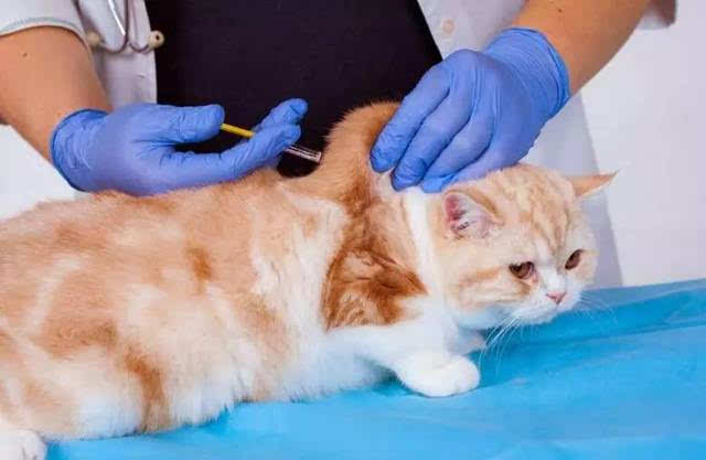 宠物一生都要打什么疫苗？