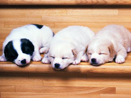 狗狗的睡眠习惯和睡觉发抖原因解析