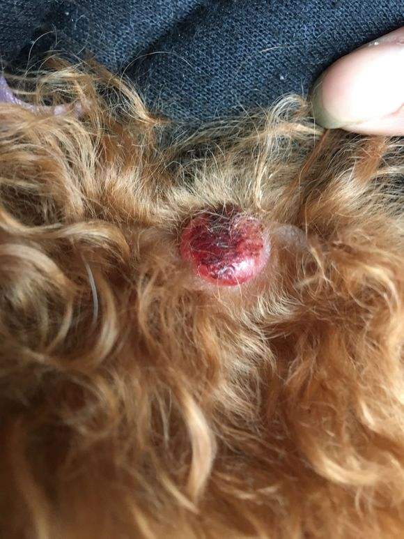 狗狗常见的8种肿瘤