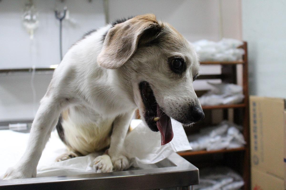 犬绝育后的注意事项