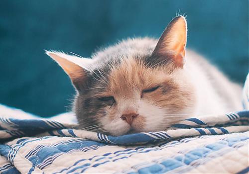 猫咪打完疫苗之后一直在睡觉，正常吗？