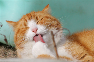 猫咪呕吐的原因是什么？