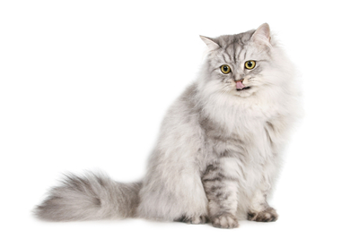 猫咪怎么驱虫？如何正确预防猫咪寄生虫危害？