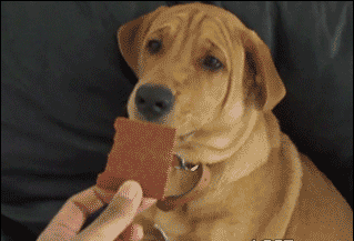 除了巧克力，狗狗吃什么还会致命？