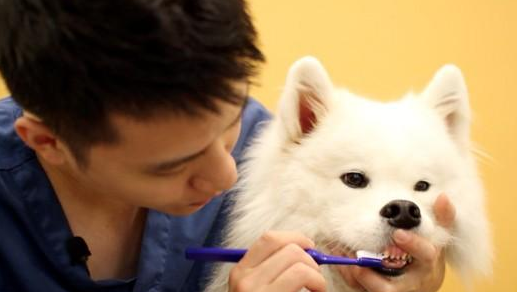 几个月的狗狗需要刷牙吗？不刷牙有哪些危害呢？