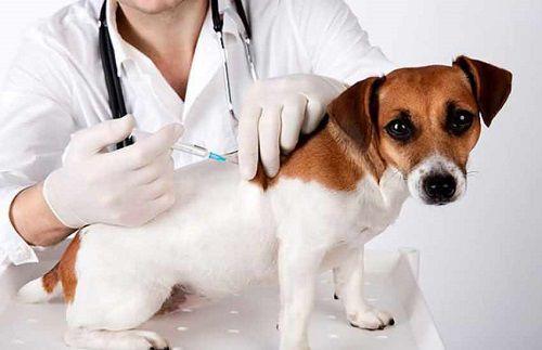 幼犬应该怎么打疫苗？