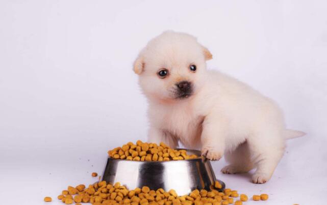 小狗一天要吃多少狗粮？
