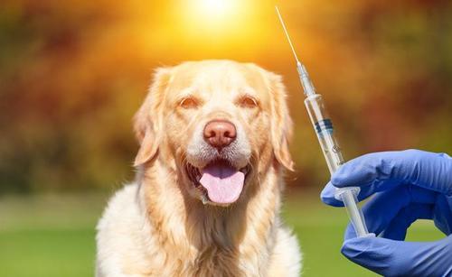 常见的狗狗疫苗有哪几种？