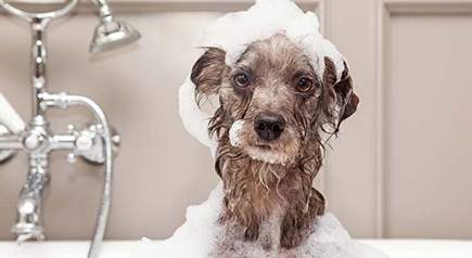 狗能用人的沐浴露吗?