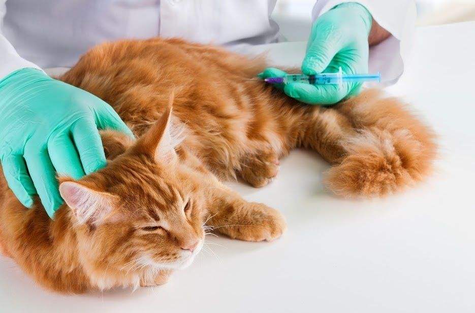 猫打疫苗一共多少钱？