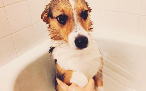 小狗多大可以洗澡？
