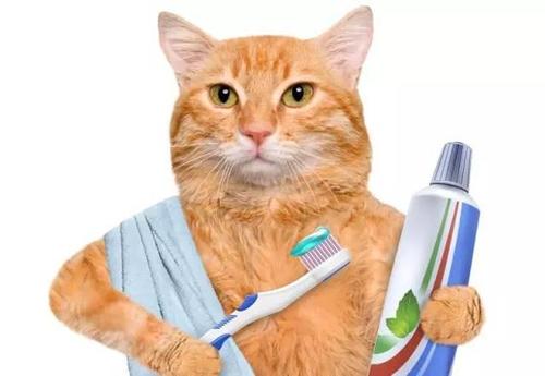 猫咪不刷牙可以吗？