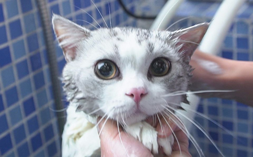 猫怀孕能洗澡吗？