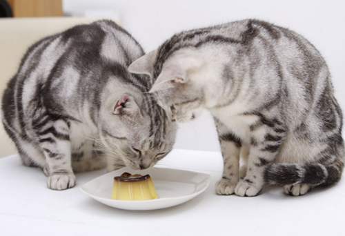 猫吃什么会危害生命？