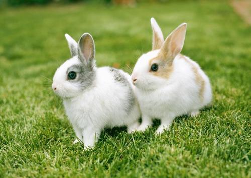 养宠俱乐部 异宠  2020-04-08 兔子对于大多数人来说还是比较莫得