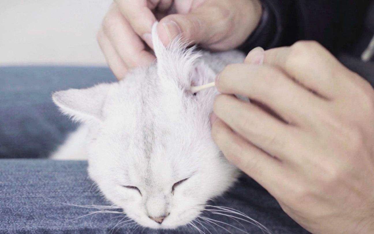 需要定期给猫咪清理耳朵吗，猫咪耳朵怎么清理？