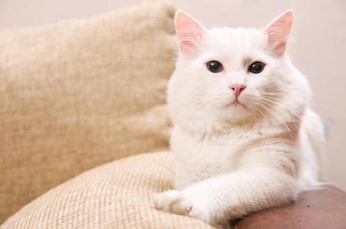 多大猫咪开始挤肛门腺？