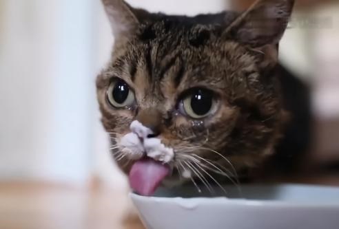 猫喝酸奶的好处和坏处