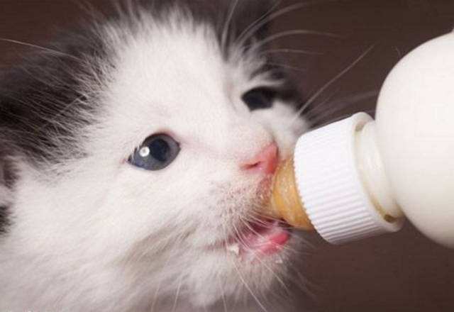 羊奶放凉了猫咪还能喝吗？