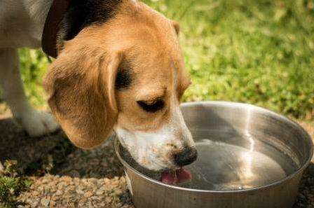 狗狗一天喝多少水？