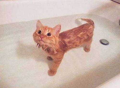 猫需要洗澡吗，怎么给猫咪洗澡？