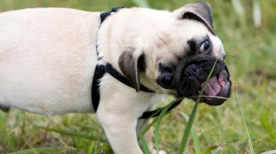 狗狗吃草的原因是什么