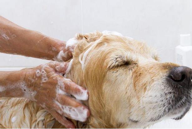 狗打疫苗前能不能洗澡