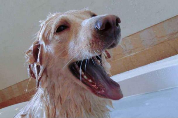 给狗狗洗澡的正确方法