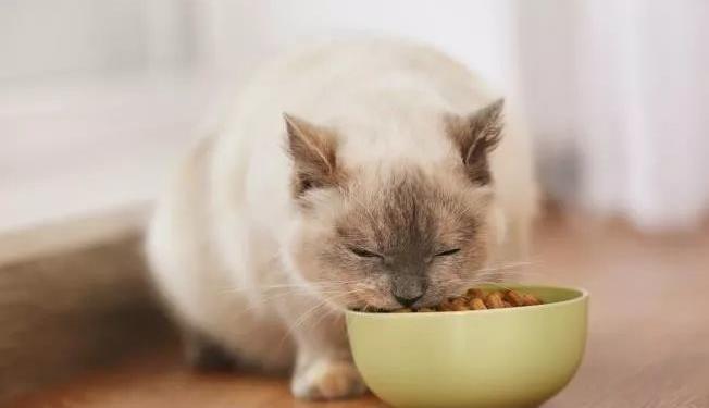 猫咪产后应该吃什么
