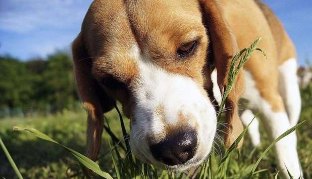 狗狗吃草的原因有哪些