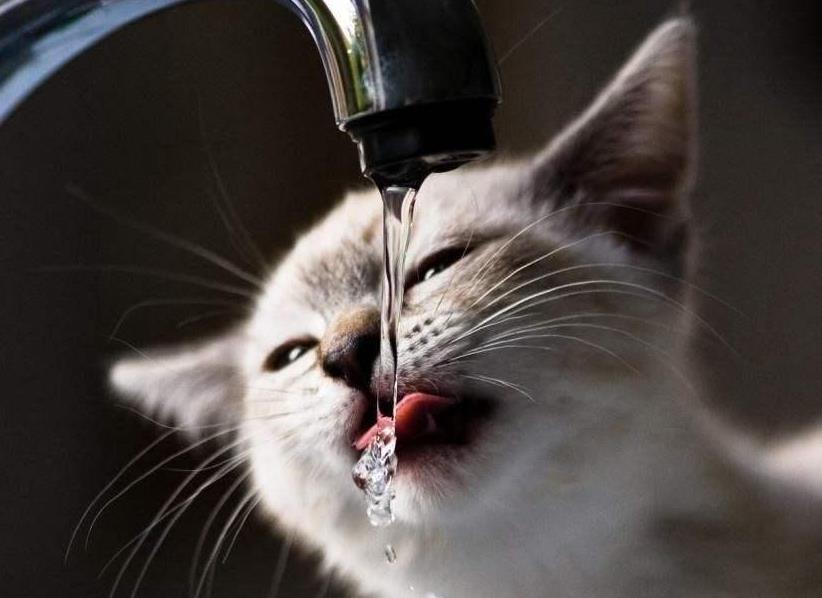 猫咪为什么爱喝自来水