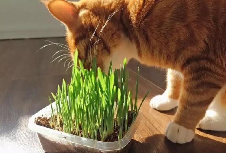 猫咪为什么会吃草