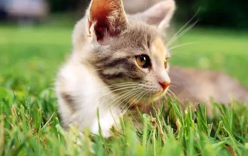 猫咪口臭的原因及治疗办法