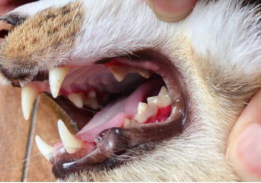 猫咪牙结石有哪些病症