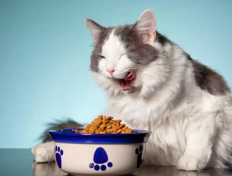 猫咪频繁吐猫粮是什么原因