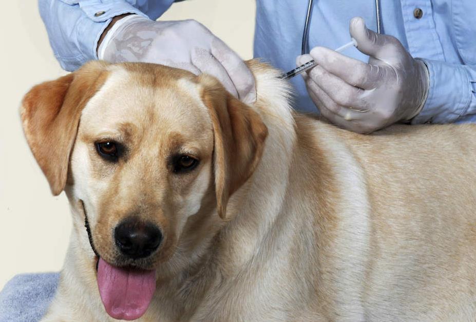 老年犬需要注射疫苗吗