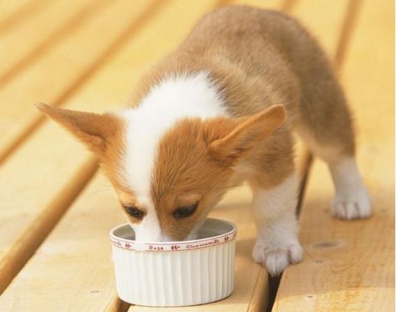 幼犬应该每天喂几次