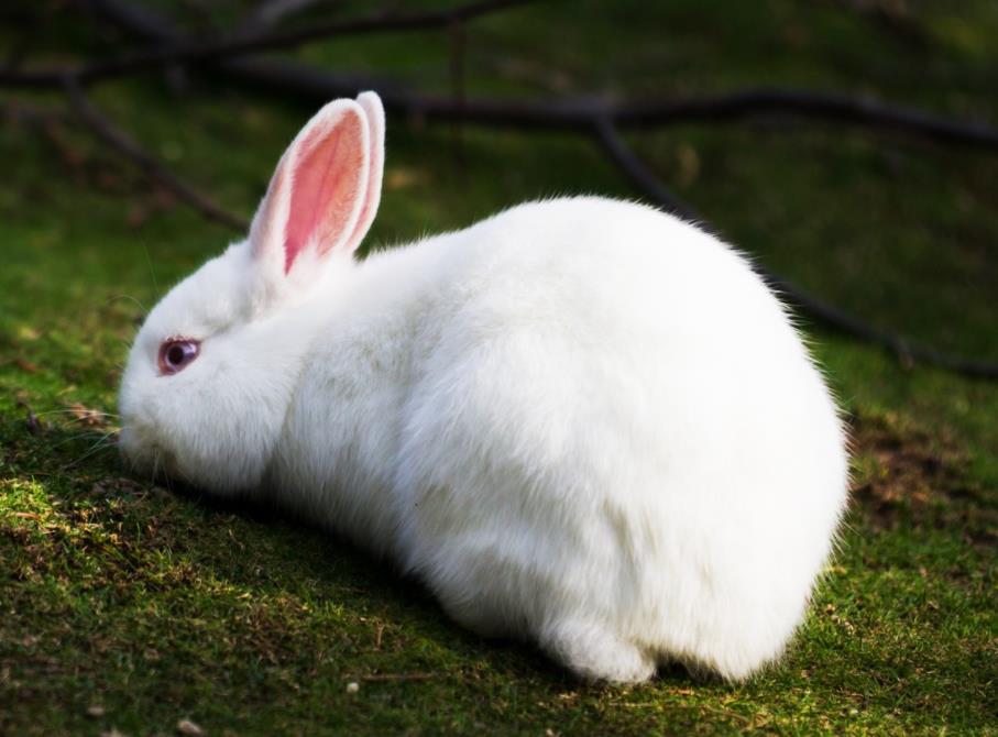 兔子的寿命有多少