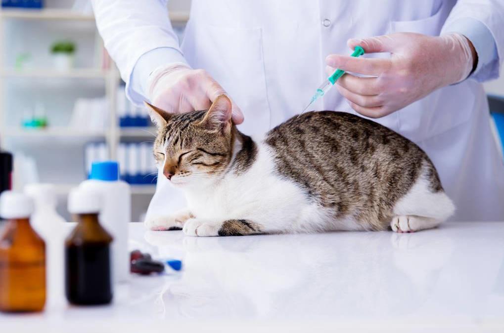 猫咪注射猫三联后的过敏反应有哪些